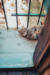 Portrait of a cat sleeping