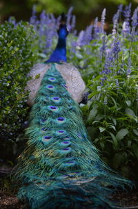 Close-up of peacock on plant
