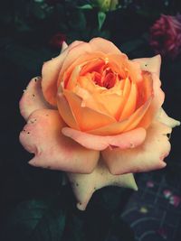 Close-up of rose blooming outdoors