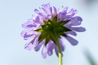 Close-up of purple flower against white background