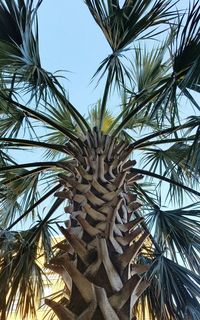 Low angle view of palm trees against clear sky