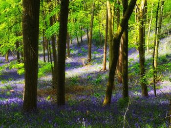 Scenic view of trees in forest