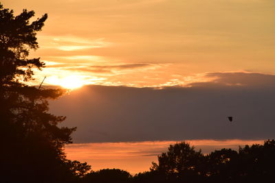 Low angle view of silhouette trees against orange sky