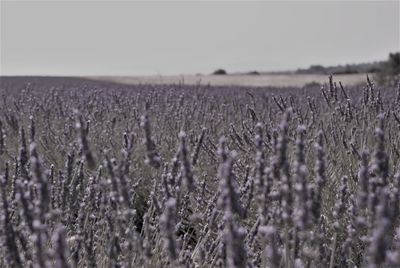 Lavender fields at valensole in provence south of france