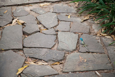 High angle view of dry leaves on footpath