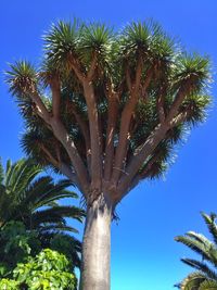 Low angle view of palm trees against blue sky