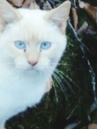 Close-up portrait of cat