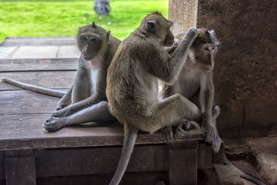 Monkey sitting on wood