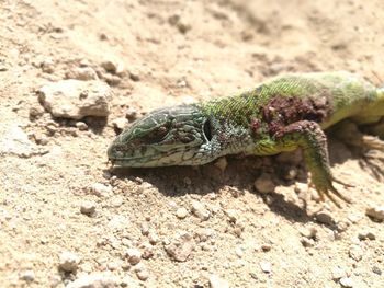 Close-up of lizard on rock