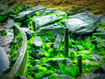 Plants growing on rocks