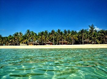 Scenic view of palm trees against blue sky