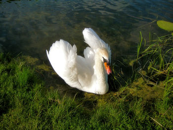 High angle view of swan in lake