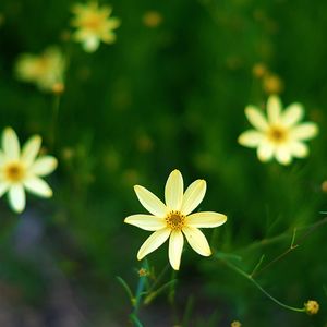 Close-up of yellow flowering plant on field