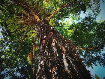 Low angle view of trees in forest