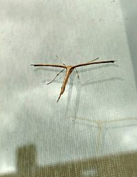 Close-up of insect