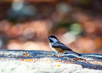 Close-up of bird perching on retaining wall