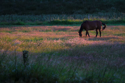 Horse in a field