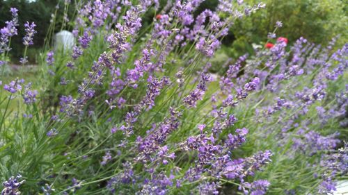 Close-up of lavender flowers blooming on field