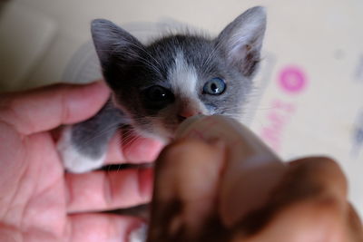 Midsection of person holding kitten