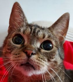 Close-up portrait of a cat