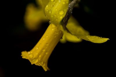 Close-up of wet yellow leaf