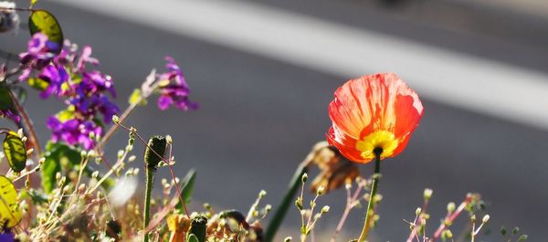 Close-up of butterfly on purple flower