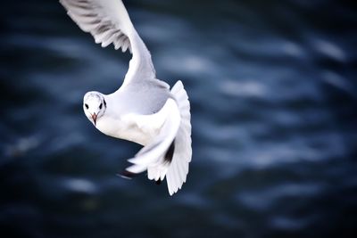 Seagull flying over white background