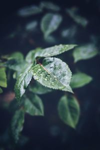 Close-up of green leaves