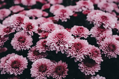 Close-up of pink flowers