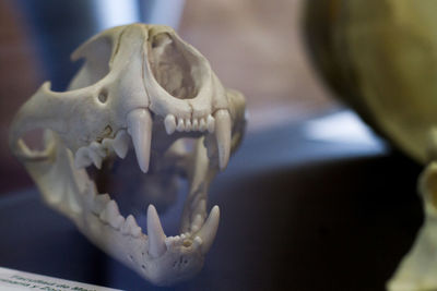 Close-up of snake