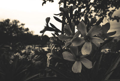 Close-up of flowering plant against sky