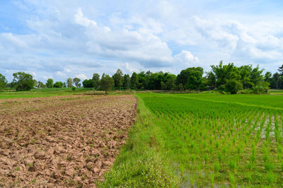 Scenic view of agricultural field against sky