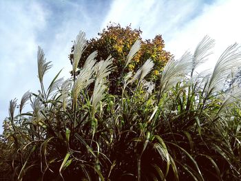 Low angle view of plants against sky