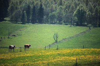 Cows grazing on field