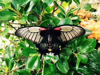 Close-up of butterfly perching on leaf