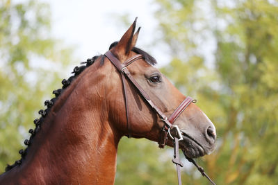 Close-up of horse standing outdoors