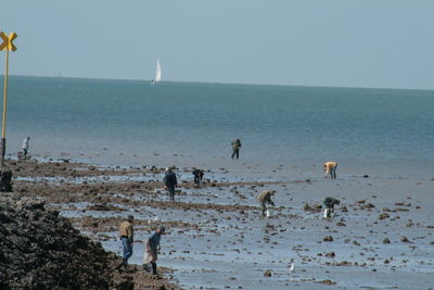 View of birds on beach