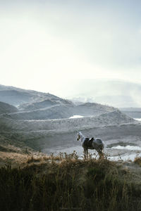 Landscape view of a horse on a foggy morning