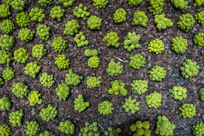 Full frame shot of green leaves