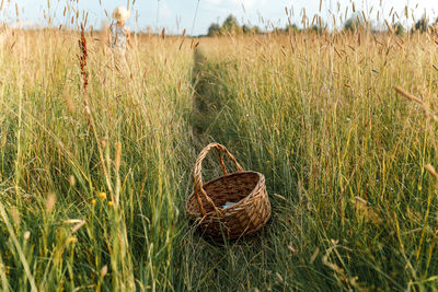 Close-up of grass on field