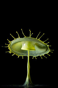 Close-up of fresh white rose on black background