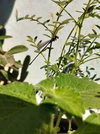 Close-up of insect on plant