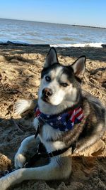 Dog on beach against sea