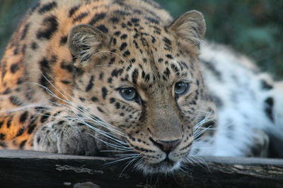 Close-up portrait of an amurleopard