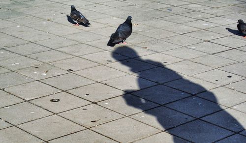 Pigeon on wall