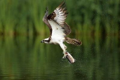 Bird holding prey while flying over lake