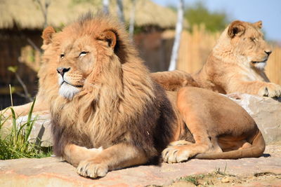 Close-up of lion relaxing outdoors