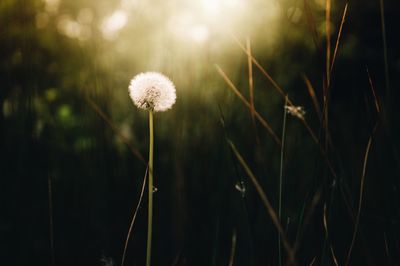 Close-up of grass growing outdoors