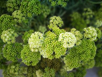 Close-up of flower buds growing outdoors