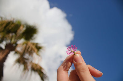 Close-up of hand holding small flower against sky